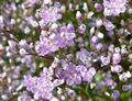 Limonium Latifolium